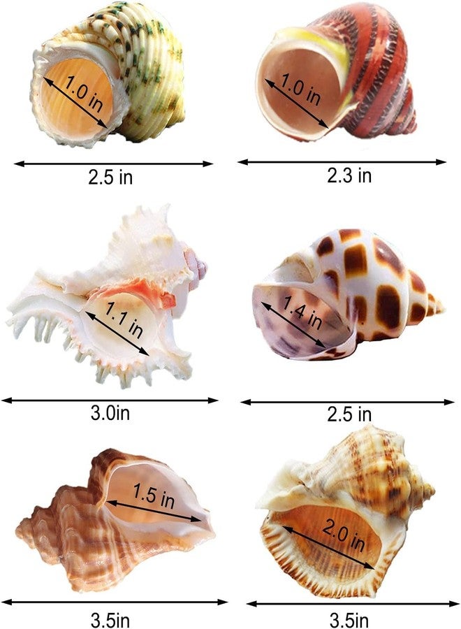 SINKOO Hermit Crab Shells Large Sea Shells 6PCS Growth Turbo Seashells 1"-2" Openning Size(2.3"-3.5") - Image 2